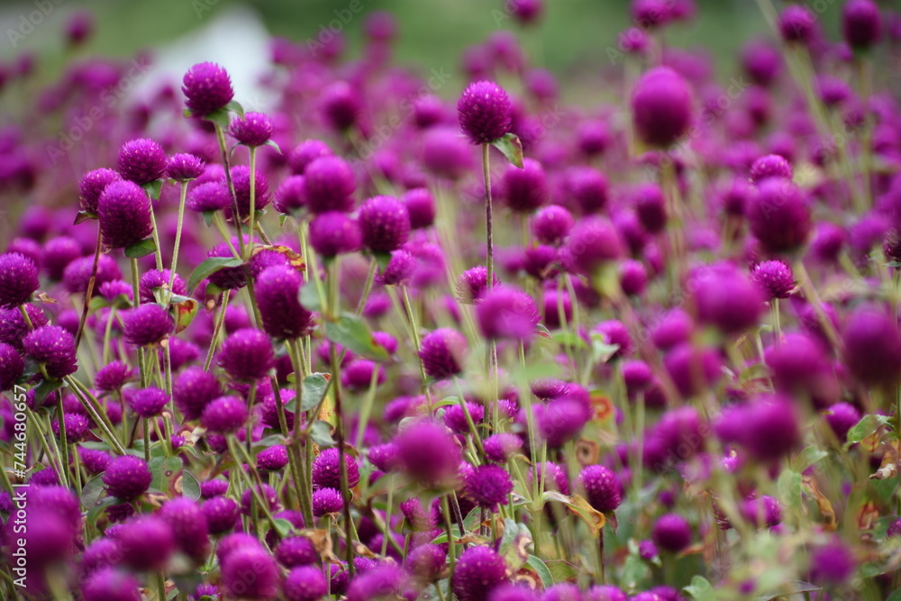 Fototapeta premium Globe amaranth blooming