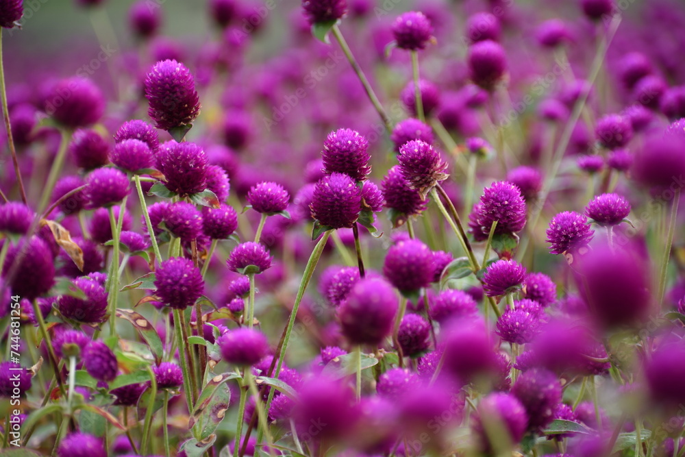 Blooming Globe Amaranth flowers, a scene from flower filed, Gundalpett, near Mysore, Karnataka, India Blooming Globe Amaranth flowers, a scene from flower filed, Gundalpett, near Mysore, Karnataka, India