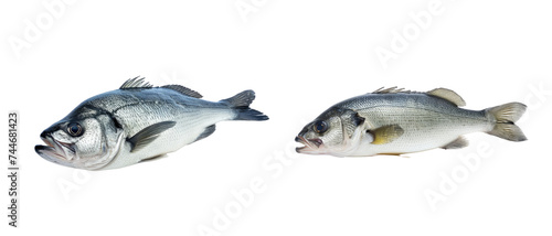Fresh sea bass fish isolated on transparent background