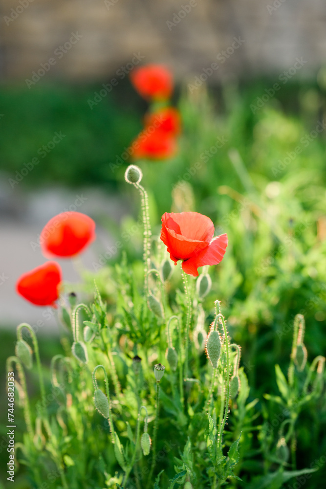 Naklejka premium poppy flowers in field