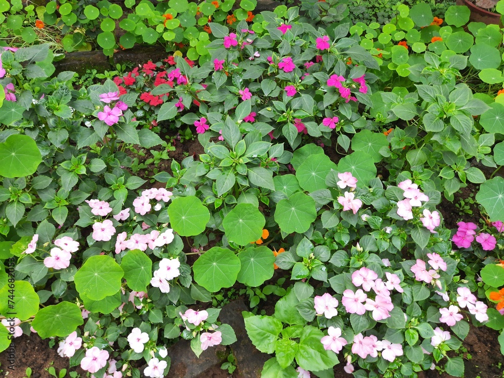 Impatiens sultanii flower. Its other names  Impatiens walleriana,  busy Lizzie and simply impatiensis. This a species of the genus Impatiens. Flower garden.