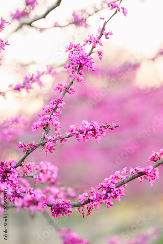 pink cherry blossom in spring