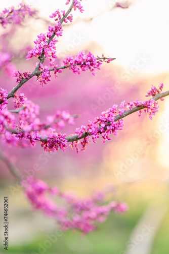 pink cherry blossom in spring