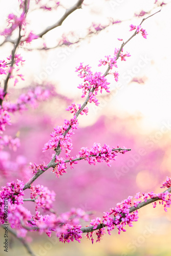 pink cherry blossom in spring