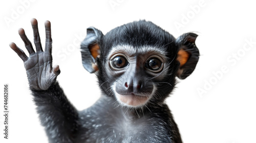 Small Monkey Raising Hand