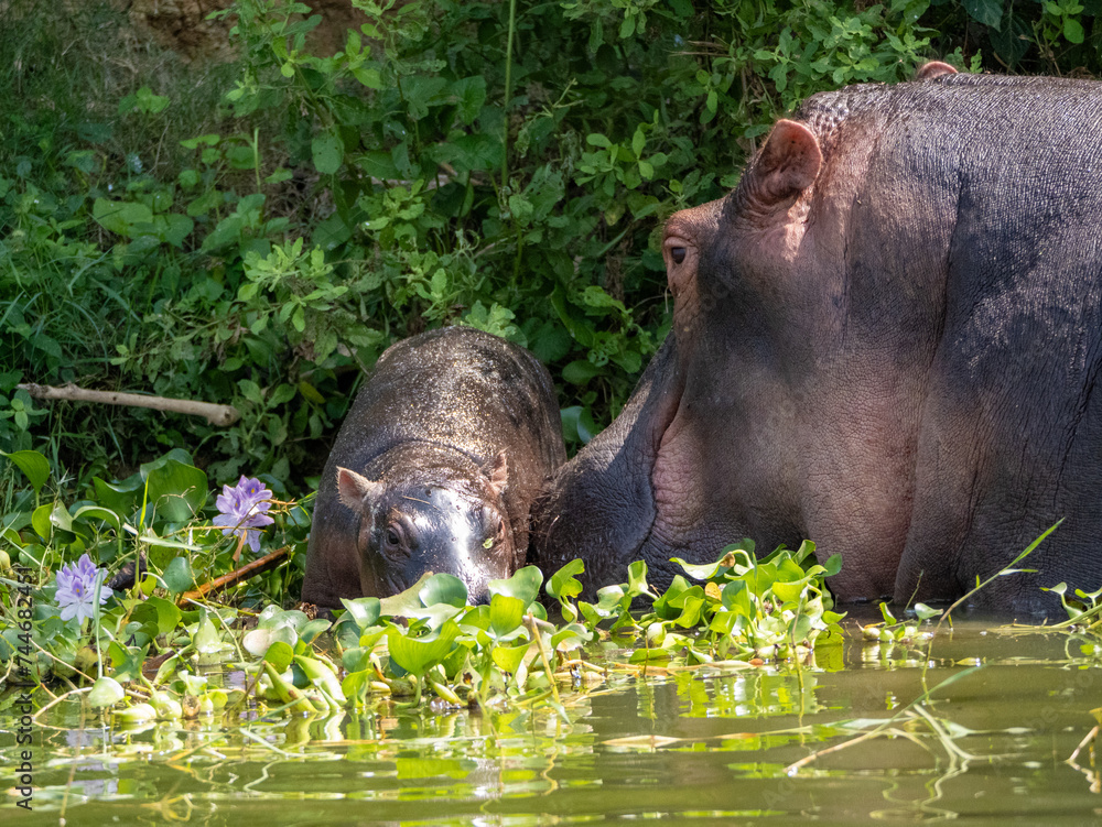 Fototapeta premium Mutter und Baby Flusspferd (Hippopotamus amphibiusam) Kazinga-Kanal in Uganda. 