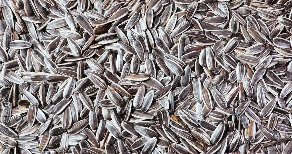 Sunflower seeds of a rare species of zebra. Top view of seeds on a rotating Sunflower seeds of a rare species of zebra. Top view of seeds on a rotating