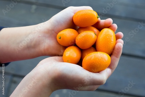 Children's hands full of kumquat fruits. Kumquat citrus fruit in hands.