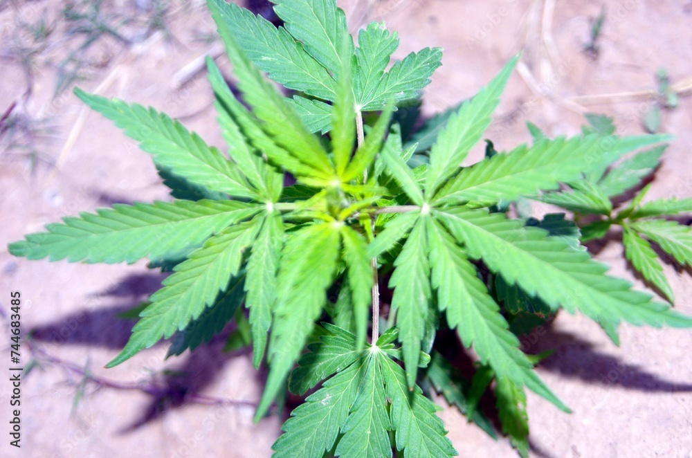Green leaf of marijuana in field Green leaf of marijuana in field