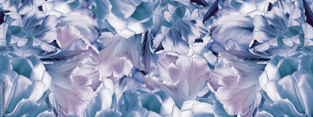 Fototapeta premium Tulips flowers and petals. Floral background. Close-up. Nature.