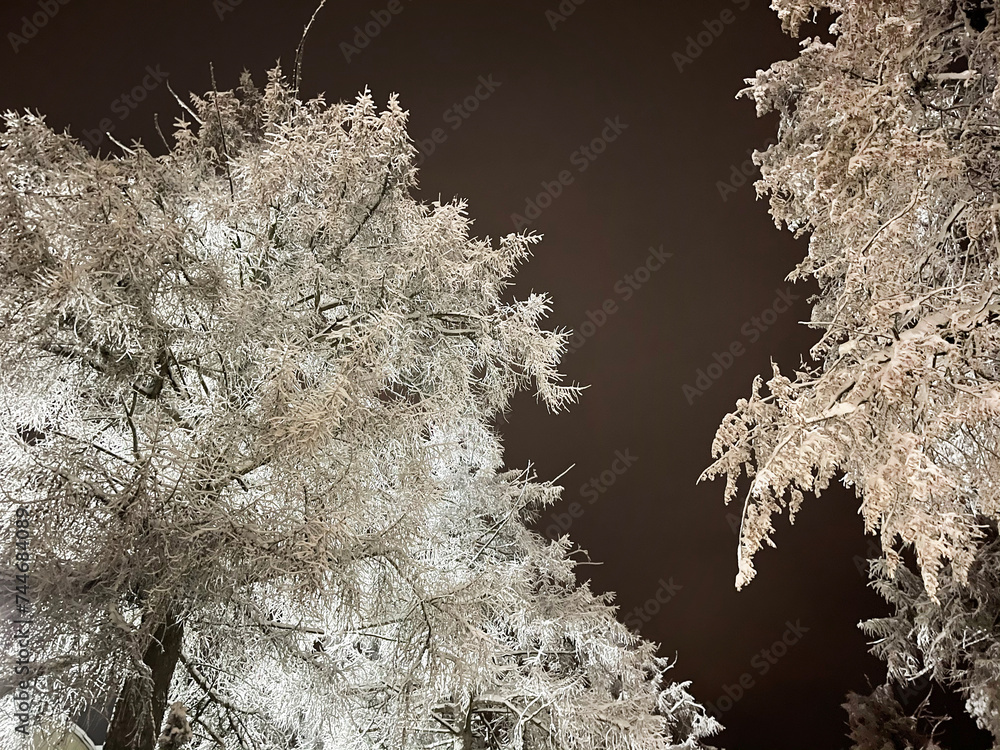 Trees in the snow on a winter night. Russia