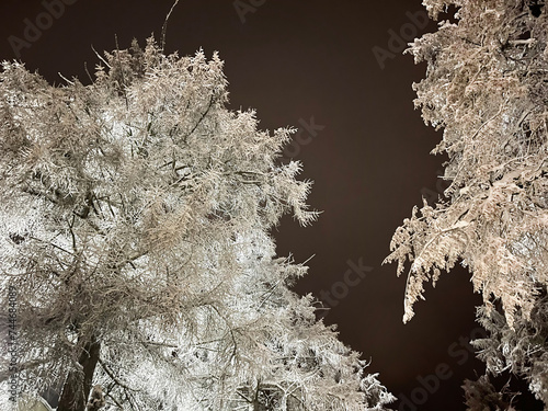 Obraz na płótnie Trees in the snow on a winter night. Russia w salonie