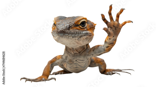 Close Up of a Lizard on White Background