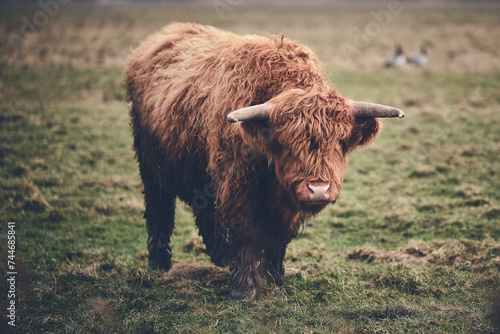 Scottish Highland beef standing on green field. High quality photo