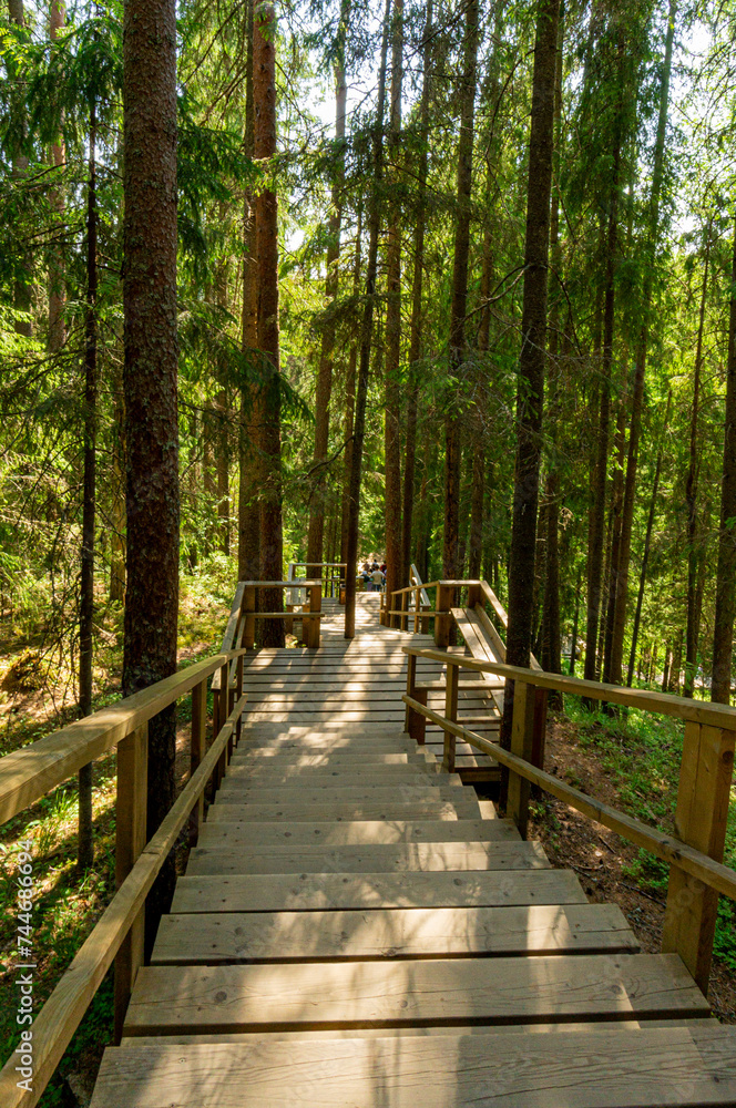 Fototapeta premium An ecotrope in a pine forest.