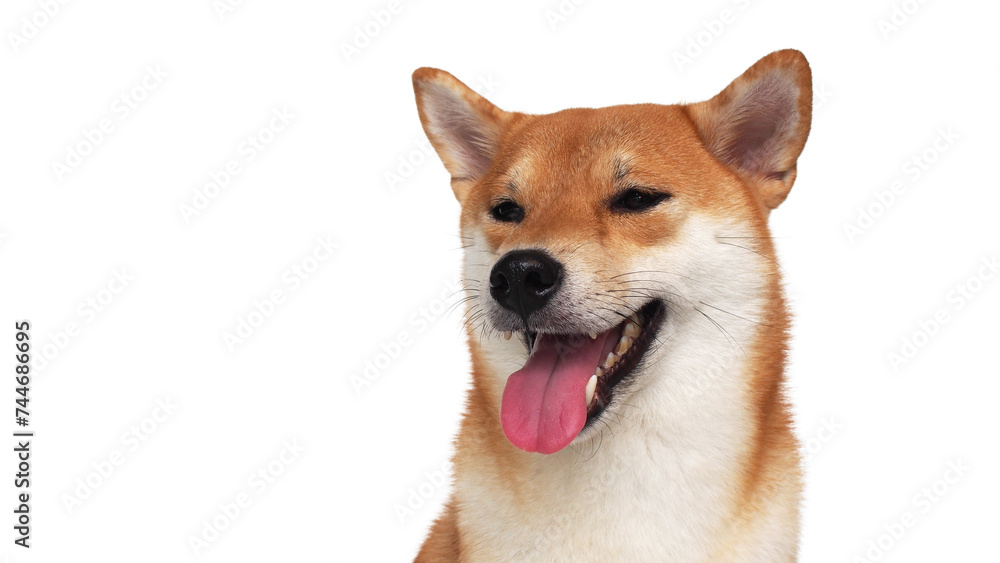 isolate portrait happy smiling red shiba inu on white background, For use in illustrations, Background image or copy space.