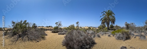 Landschaft mit Dünen und Palme auf der Insel Gran Canaria
