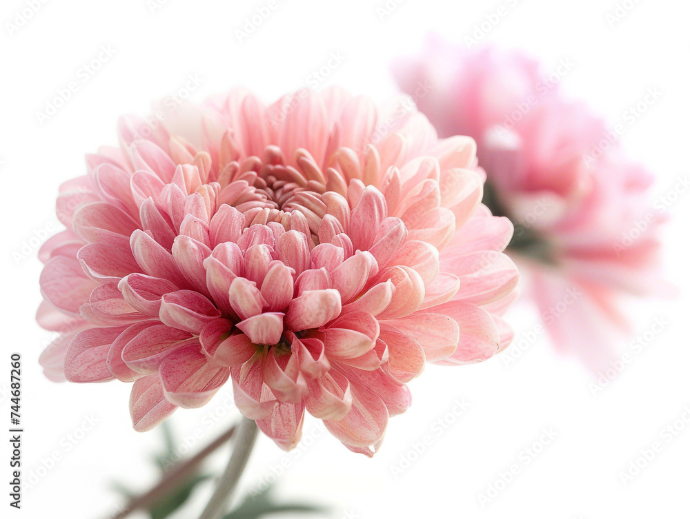 Chrysanthemum flower isolated on white background. Studio photography image. 