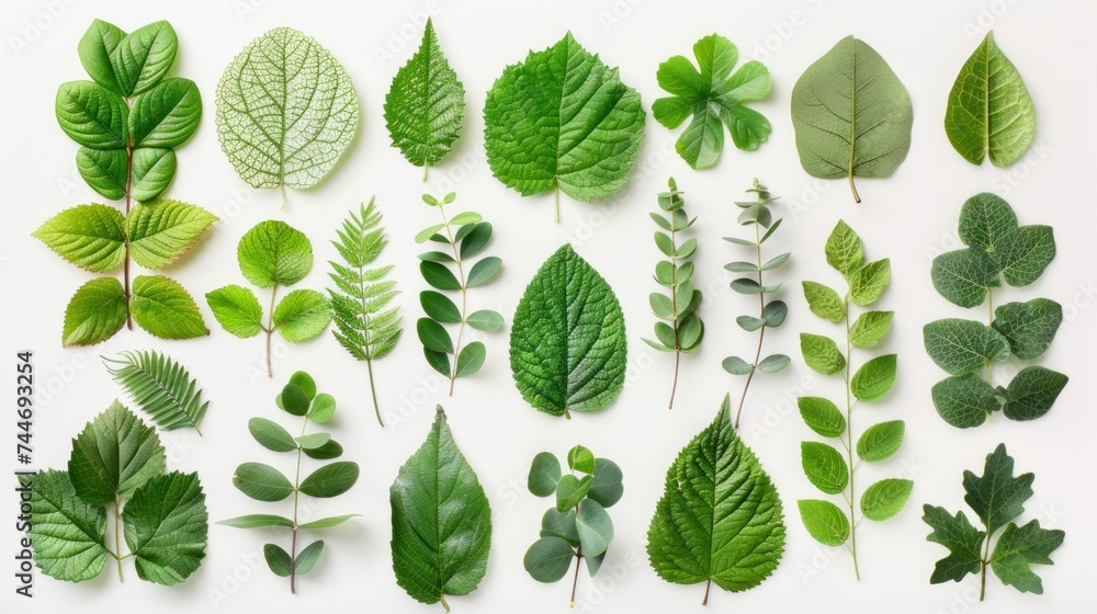 A flat lay of green leaves arranged around a white background