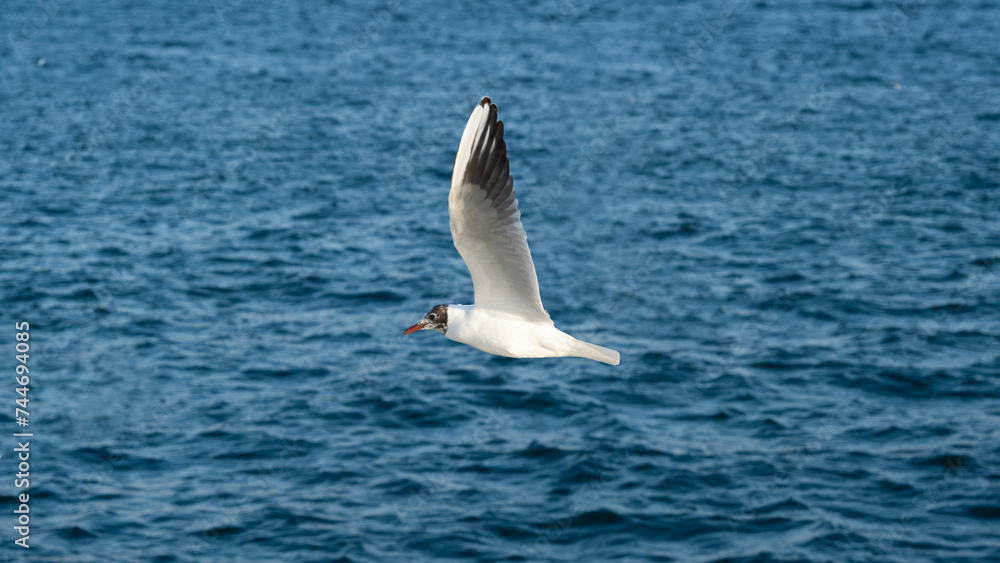 seagull in the sea seagull in the sea