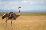 masai ostrich in Amboseli national park