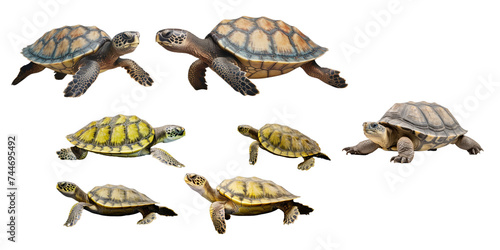 Collection of sea turtle isolated on a white background as transparent PNG