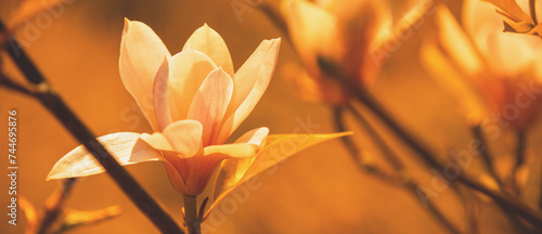 Fototapeta Naklejka Na Ścianę i Meble -  Blossoming magnolia flowers. Springtime. Natural vintage flowers background