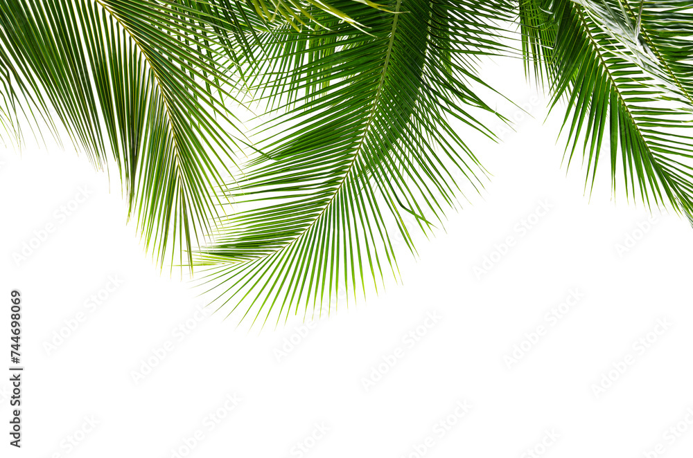 Fototapeta premium Coconut palm leaves isolated on white background