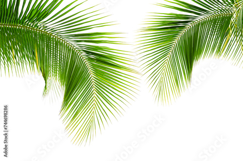 Coconut palm leaves isolated on white background