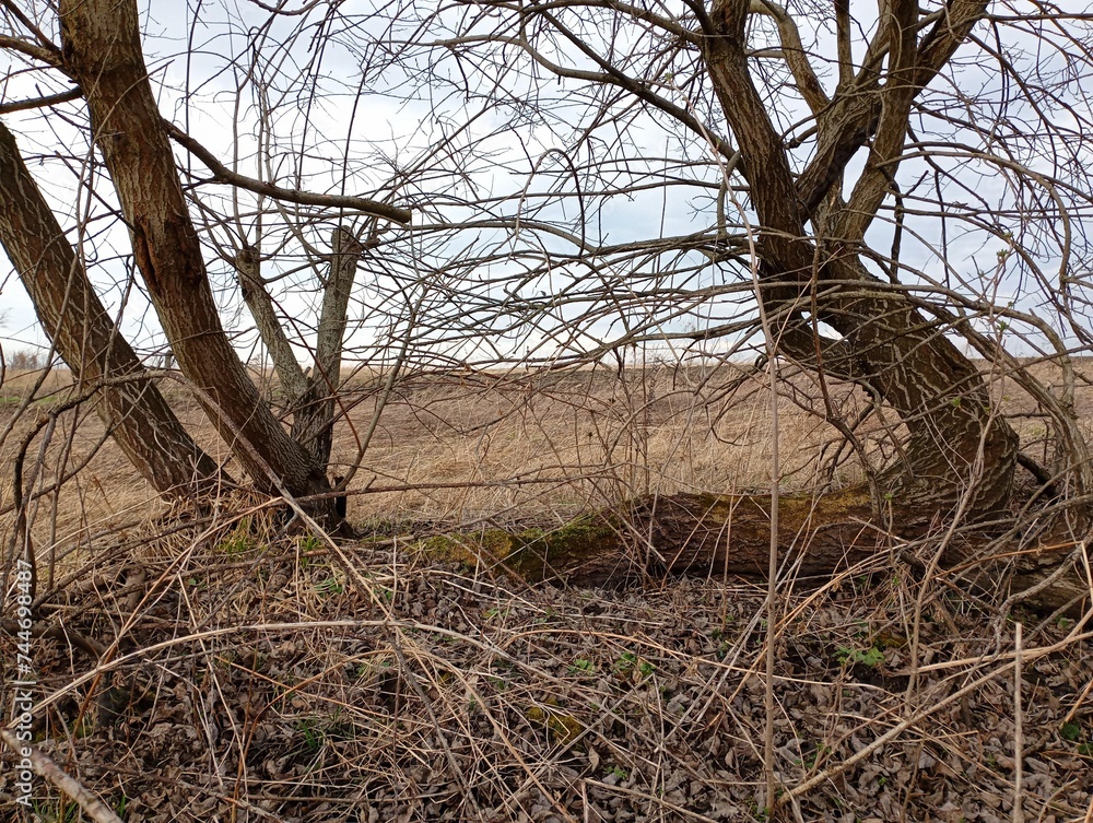 An old tree with lying trunks diverging in different directions. Spring field landscape with lone willow tree. Trees and bushes in spring. An old tree with lying trunks diverging in different directions. Spring field landscape with lone willow tree. Trees and bushes in spring.