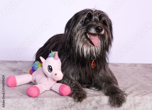 Chien en studio fond blanc photo