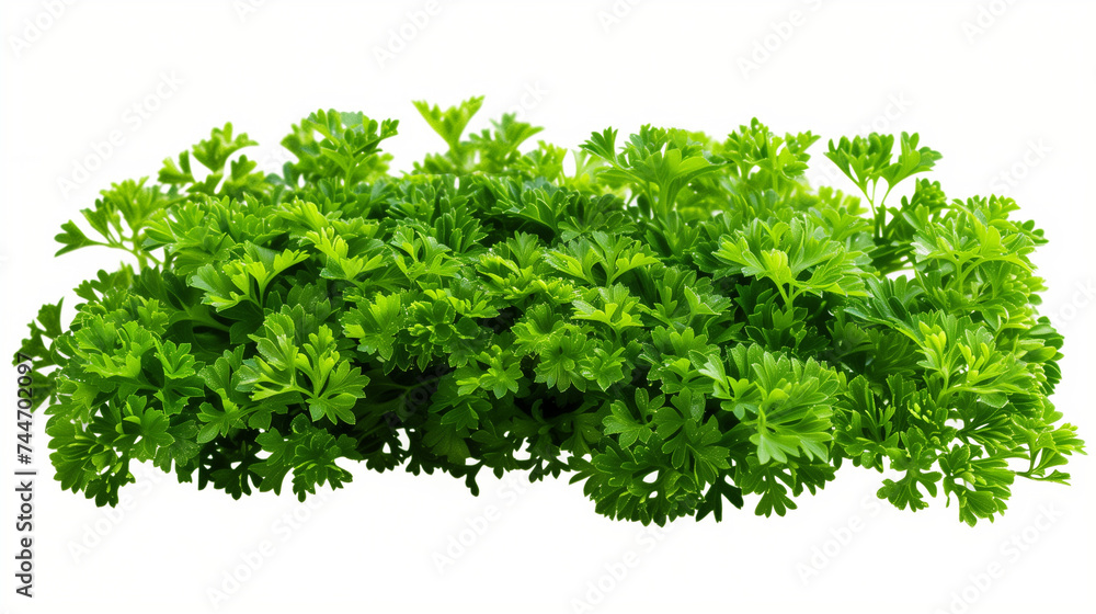 Parsley herb isolated on white background. With clipping path. Full depth of field. Focus stacking transparent Parsley herb isolated on white background. With clipping path. Full depth of field. Focus stacking transparent