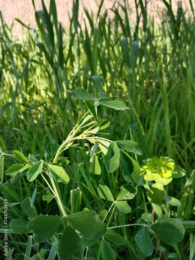 Leaves of the melilotus indicus or sweet clover (or sweet-clover), sour clover (sour-clover, sourclover), Indian sweet-clover, annual yellow sweetclover, Bokhara clover, small-flowered sweet clover