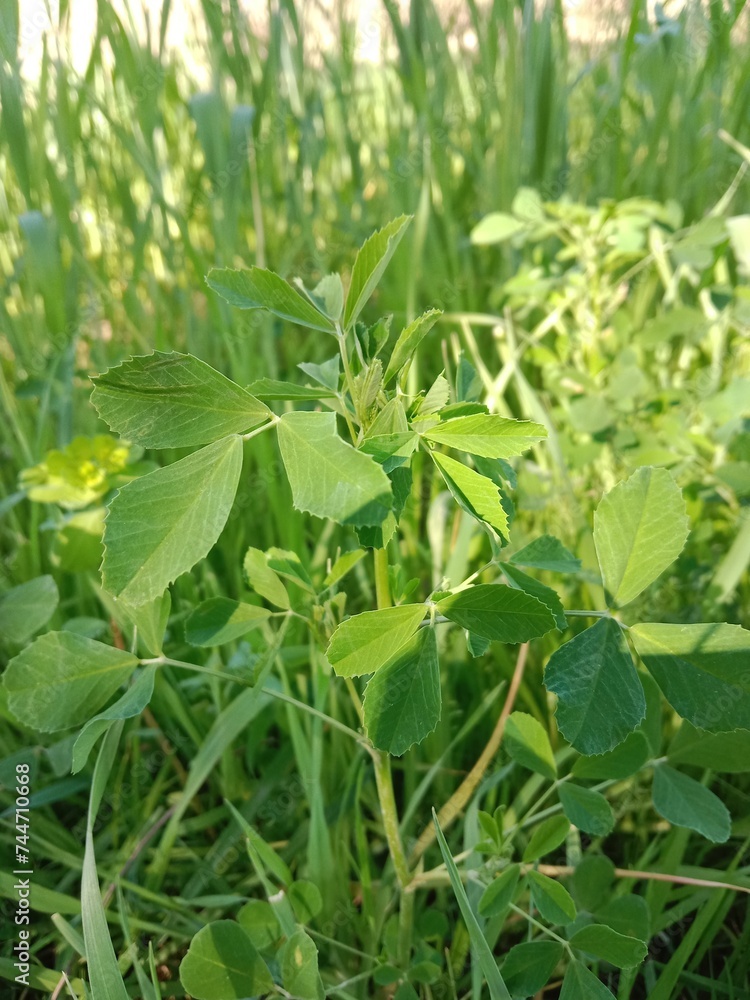 Leaves of the melilotus indicus or sweet clover (or sweet-clover), sour clover (sour-clover, sourclover), Indian sweet-clover, annual yellow sweetclover, Bokhara clover, small-flowered sweet clover