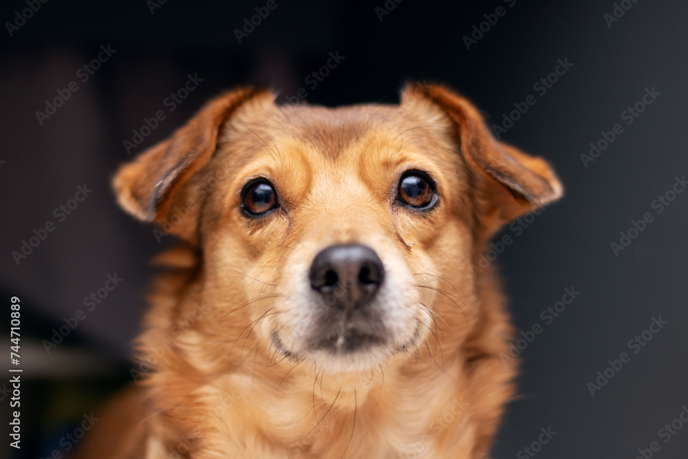 Redhead little dog at home closeup portrait Redhead little dog at home closeup portrait