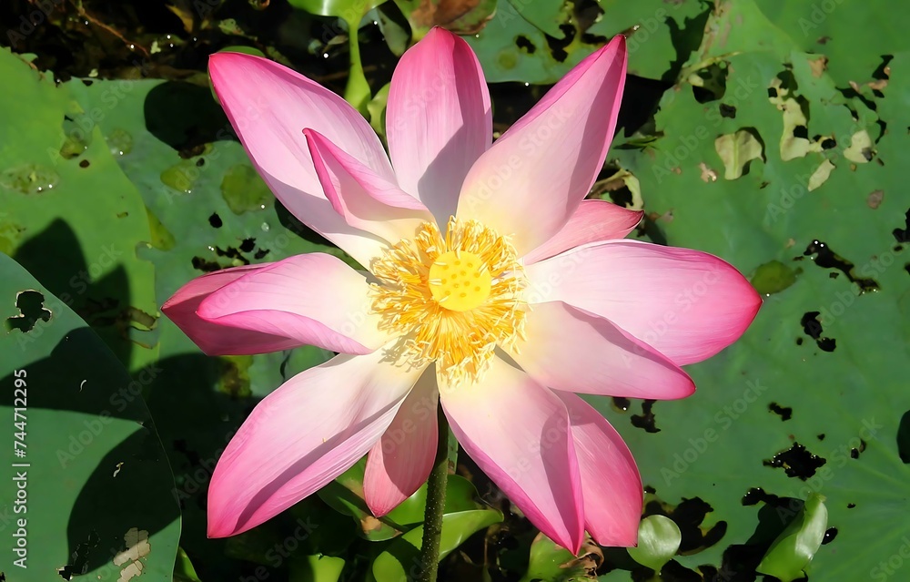 Nelumbo nucifera, also known as Sacred lotus, Indian lotus, or simply