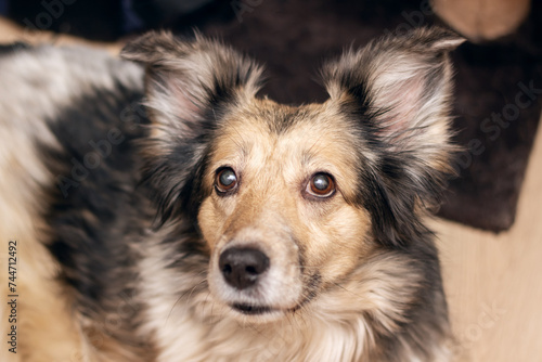 Gray shaggy dog at home, closeup portrait