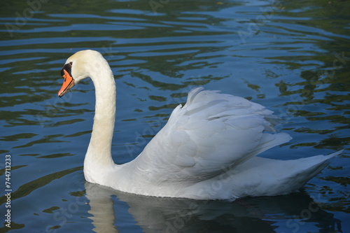 Cygne