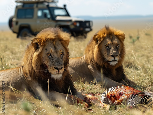 Group of lion  Panthera leo  lying in the savannah and eating a bloody zebra  AI generated
