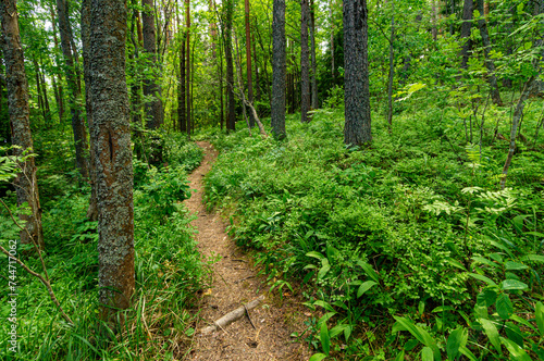 Trees in the forest  on the edge.