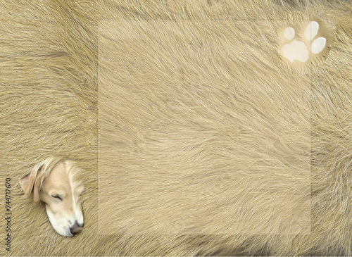 Dog Paw and dog on a background of fur with a box for text