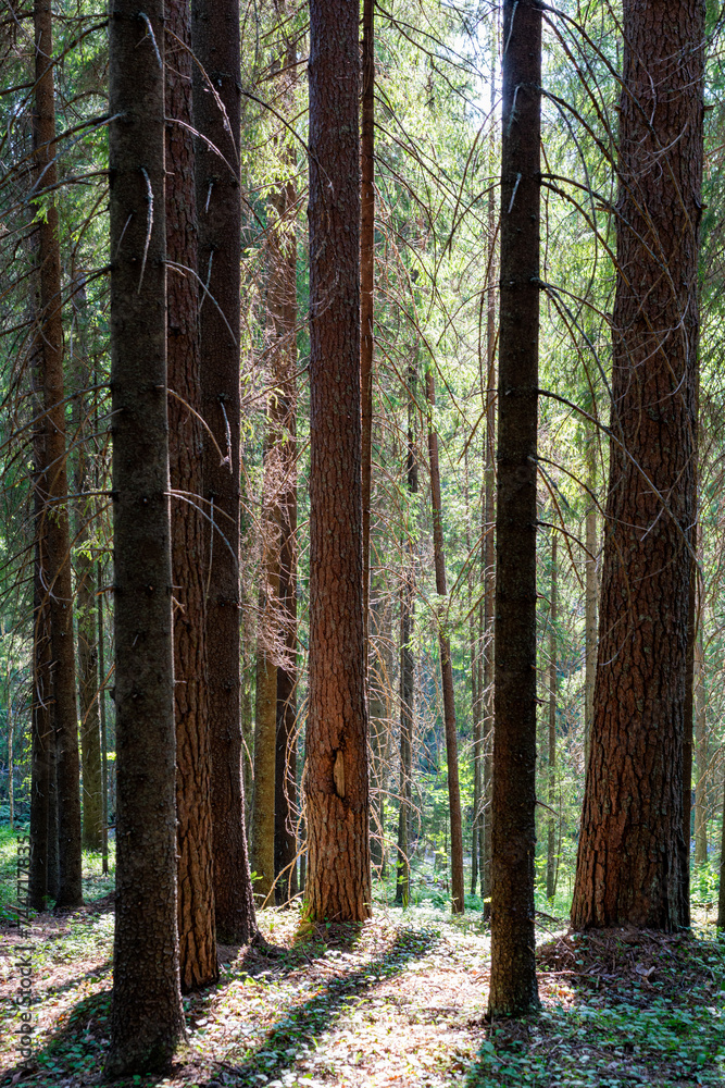 Fototapeta premium Trees in the forest, on the edge.