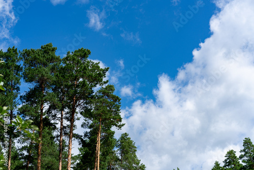 Trees in the forest, on the edge.