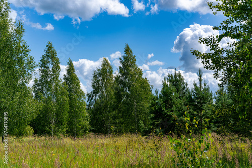 Trees in the forest, on the edge.