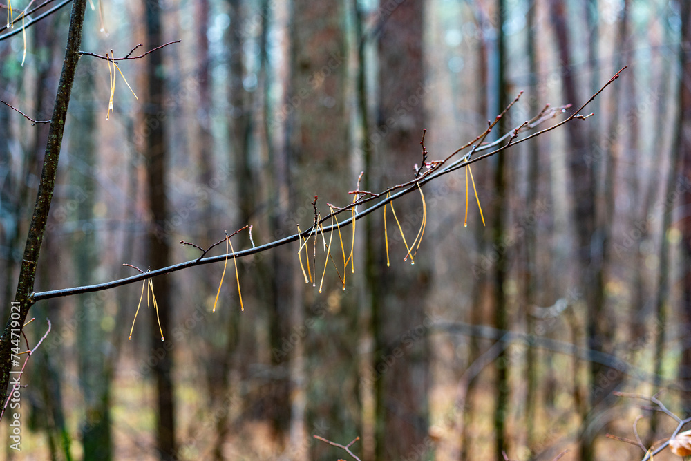 Trees in the forest, on the edge. Trees in the forest, on the edge.