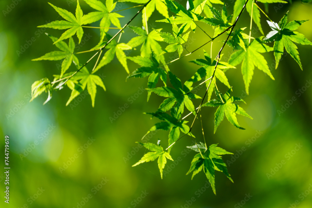 日本楓の新緑 日本楓の新緑