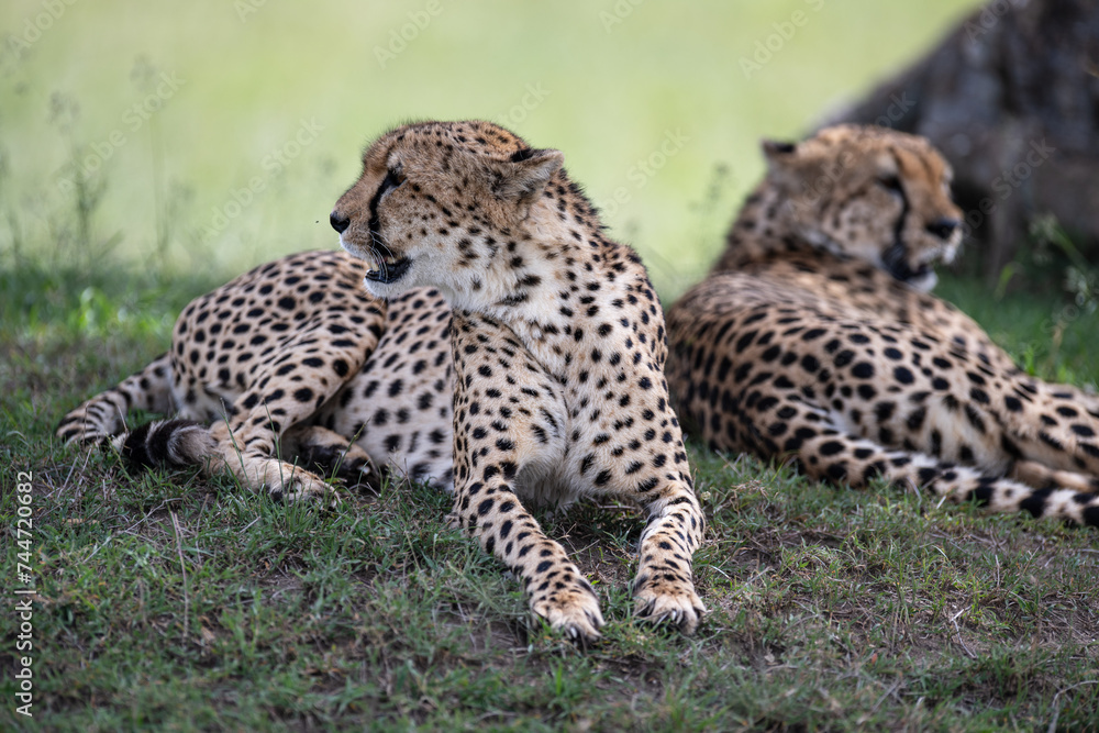 cheetah in the vast wilderness of Africa cheetah in the vast wilderness of Africa