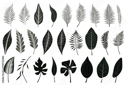 Monochrome leaves on a clean white backdrop, suitable for various design projects