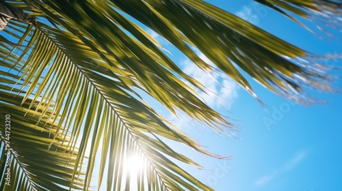 Sunlight filtering through tropical palm tree leaves. Perfect for travel and nature themes