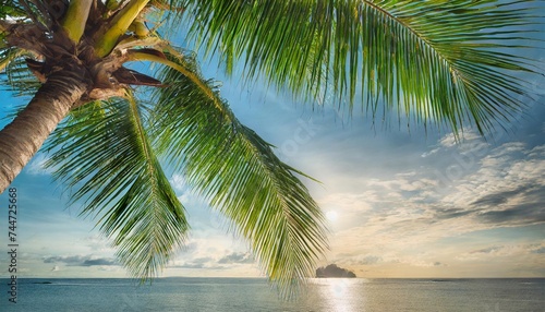 coconut tree leaves foreground